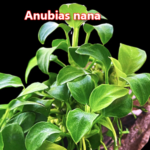 Anubias nana